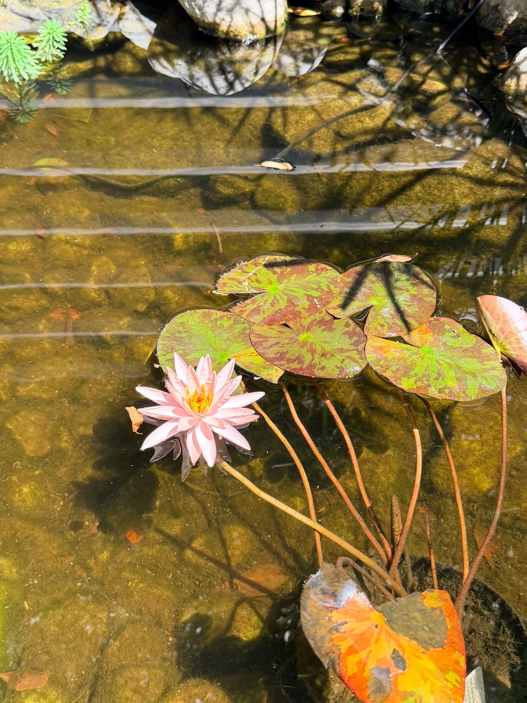 A pink water lily open on the pond, with a koi passing beneath the pads