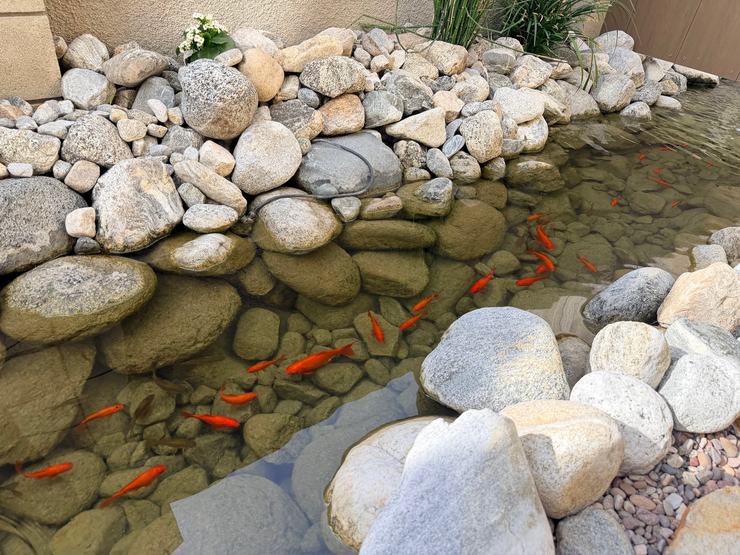Orange koi in a clear, shallow stretch of the pond between river rocks