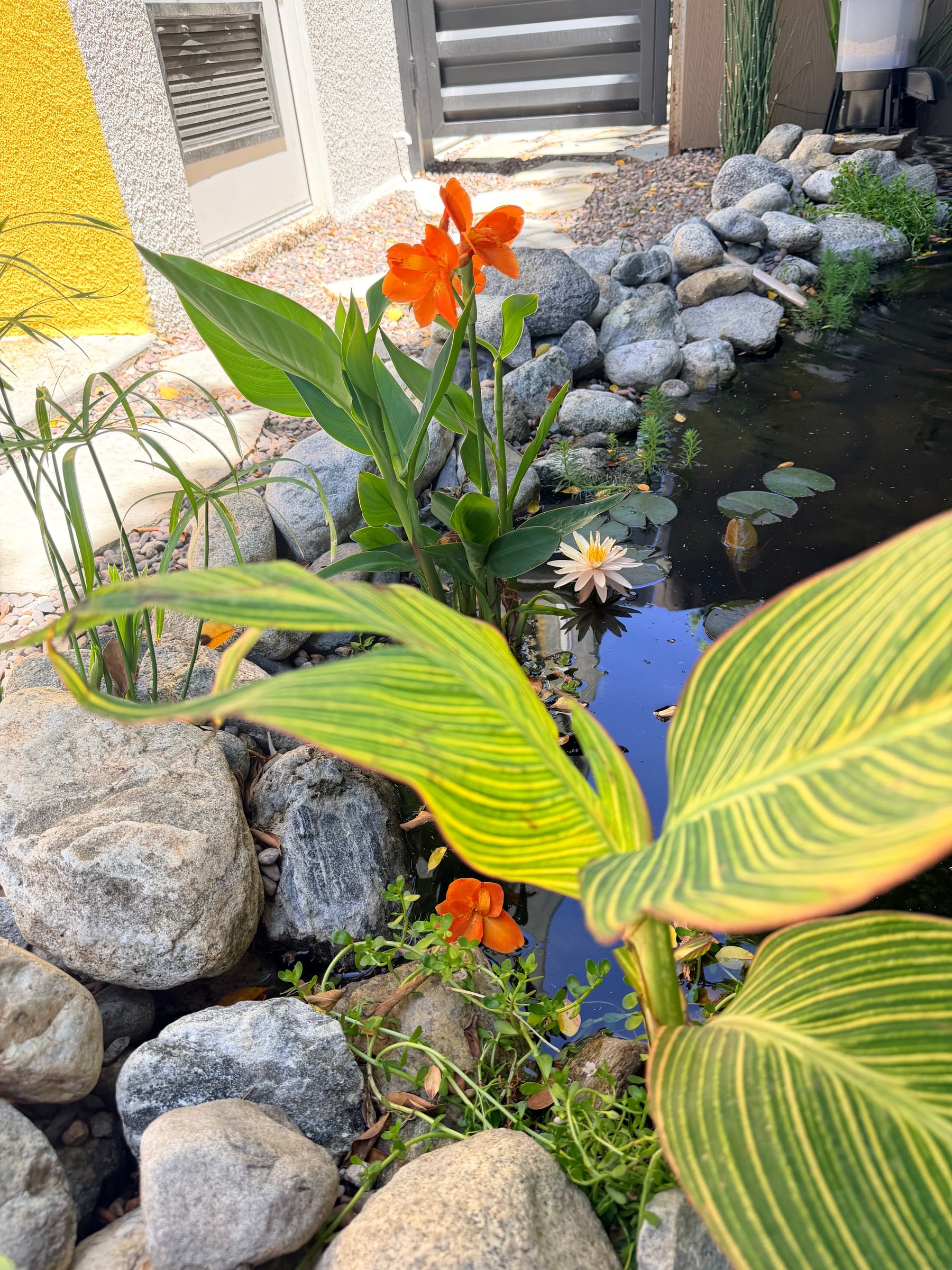An orange canna flower above a lily pad at the edge of the pond