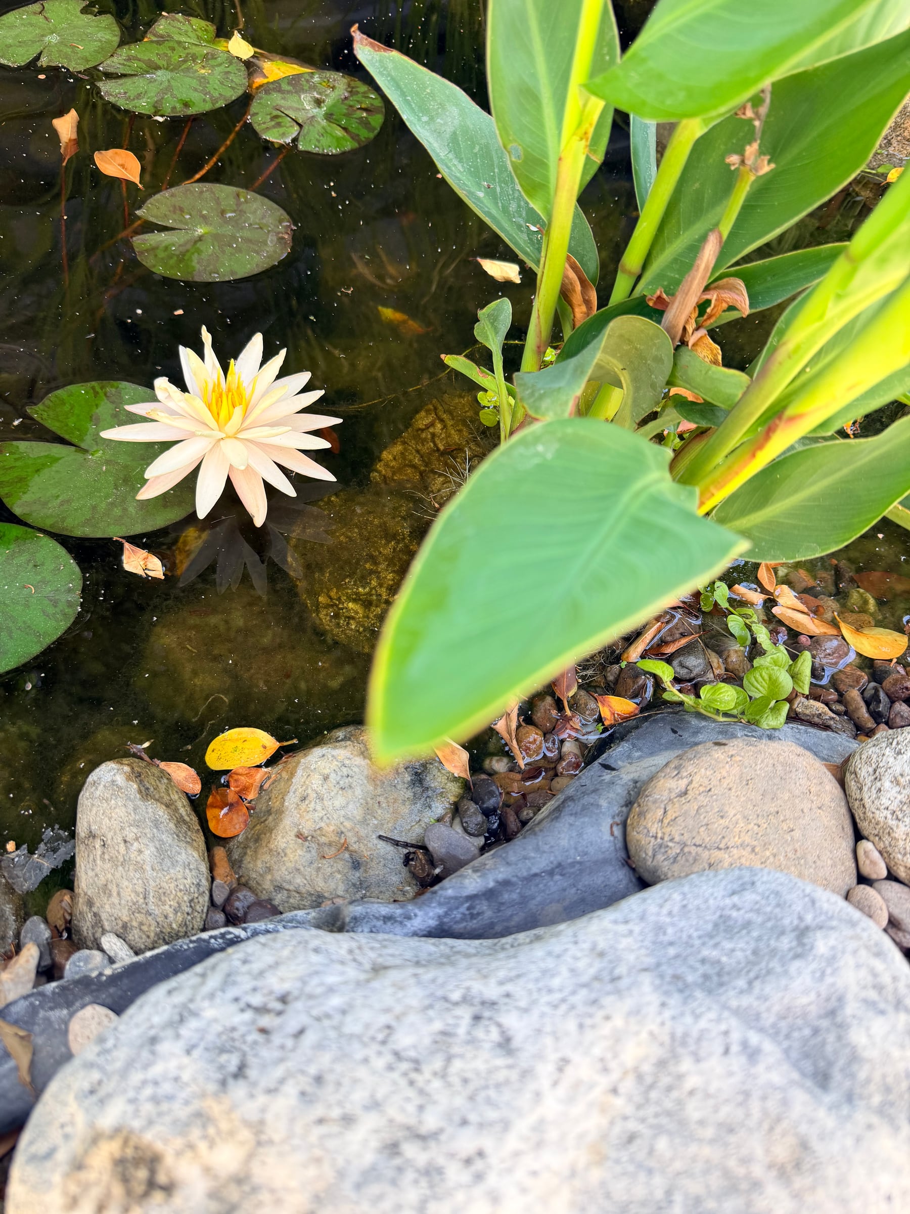 A white water lily open on the pond beside broad canna leaves