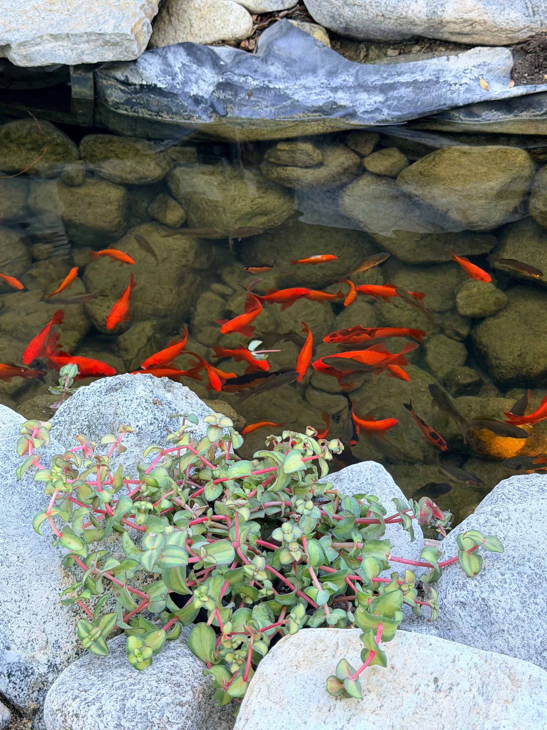 Koi gathered below a clump of marginal plants growing between the rocks at the pond edge