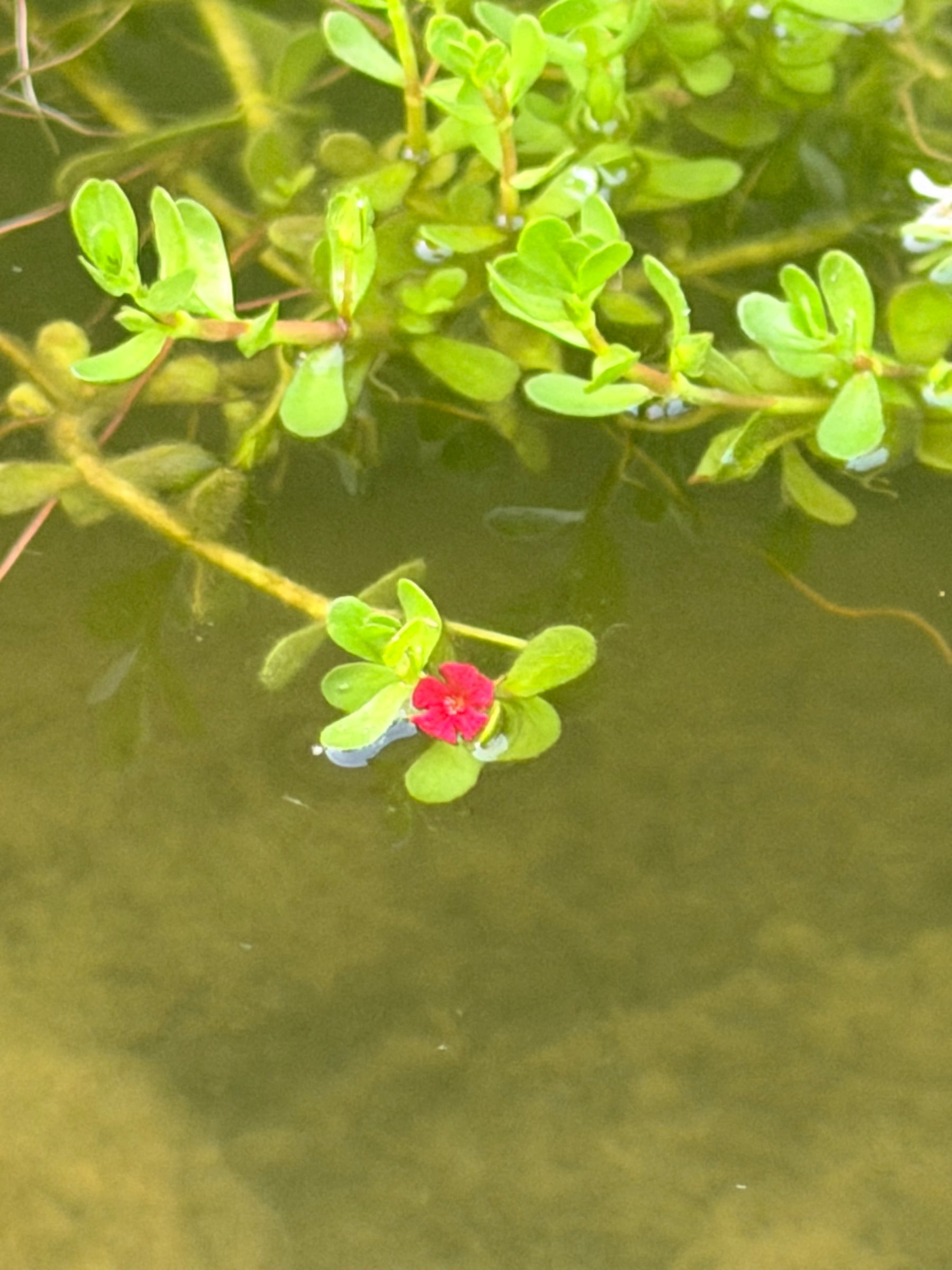 A small red bloom on a floating aquatic plant, seen from above the water