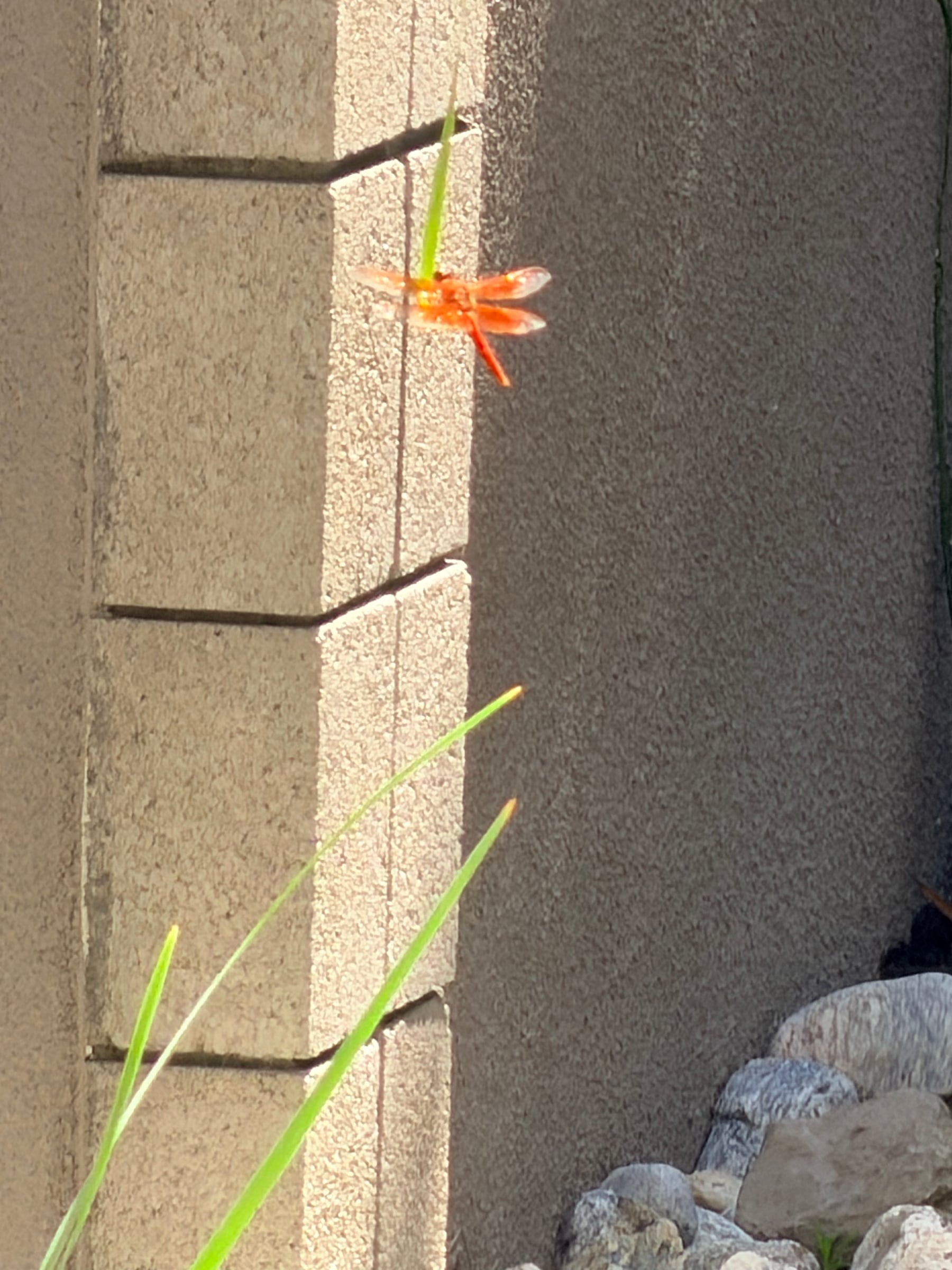 An orange dragonfly resting on a wall beside the pond