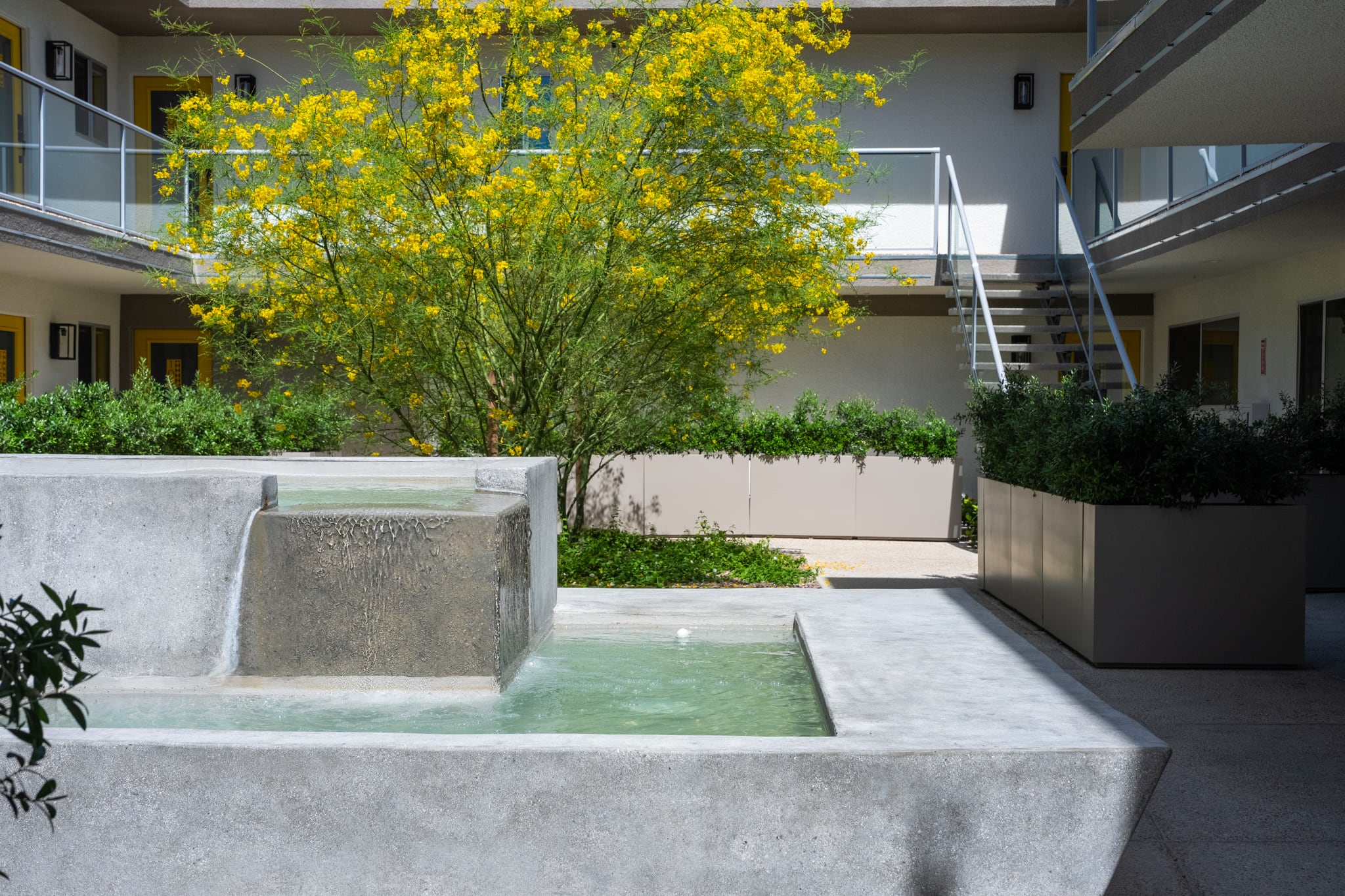 The Querencia Palms courtyard fountain with a palo verde in yellow bloom and the residences behind